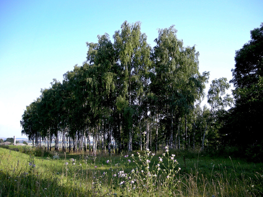 Природа на территории Белогорского мужского монастыря