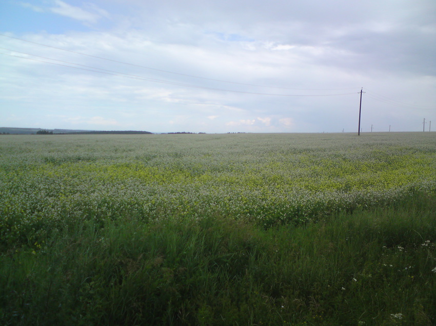 Поле для пчёл (гречичное поле)