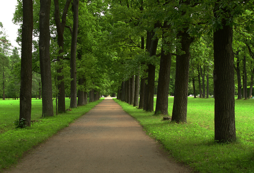 Дубовая аллея