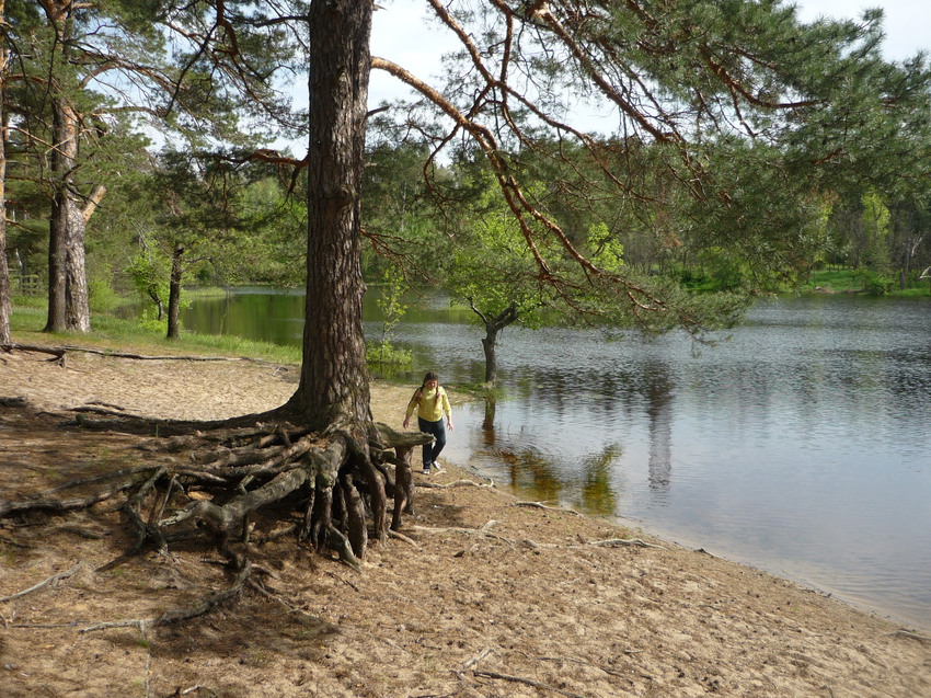 Знаменитая сосна с размытыми корнями на озере Чистом