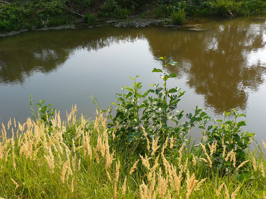 Река Самара в августе