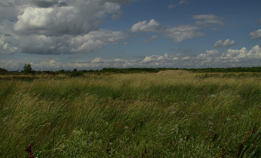 Поле на окраине Славянки