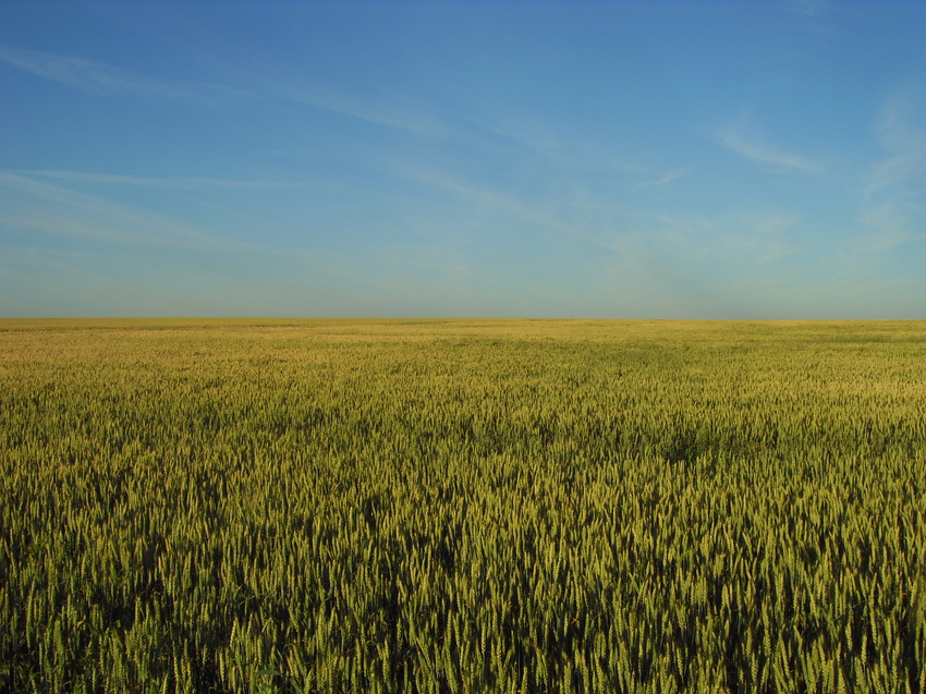 Красивое поле