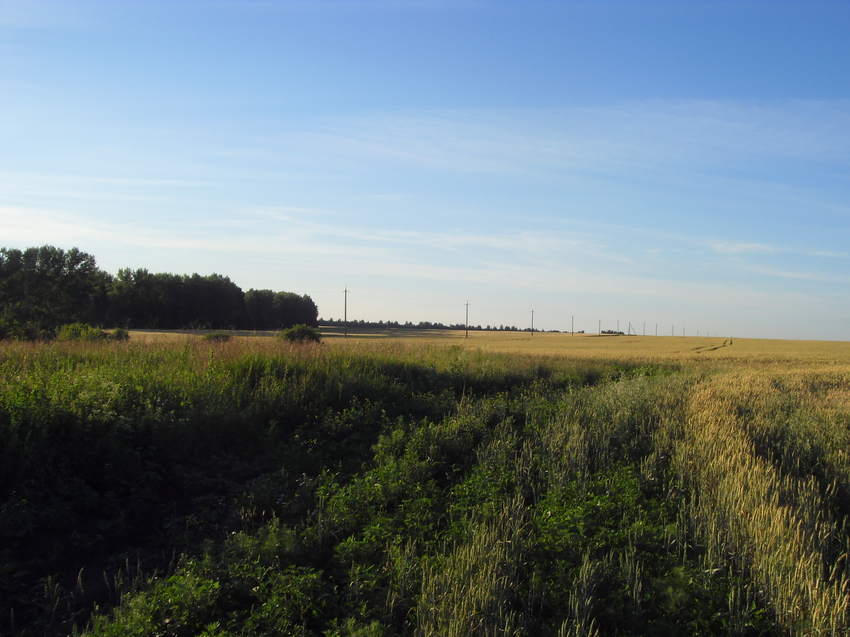 Июль. Жаркий день