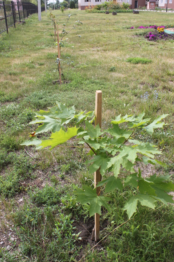 Дубовое. Аллея в честь 70-летия Великой Победы.