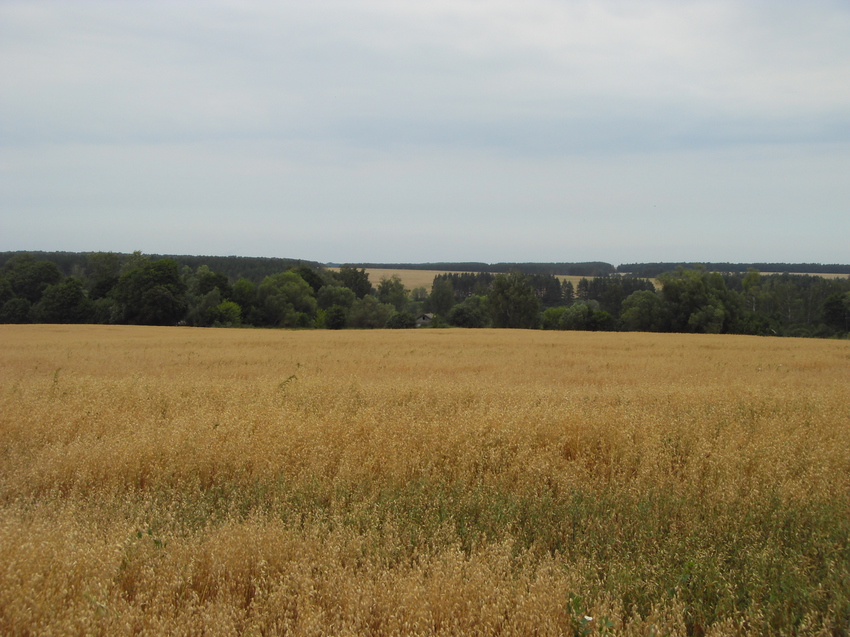 Жёлтое поле овса