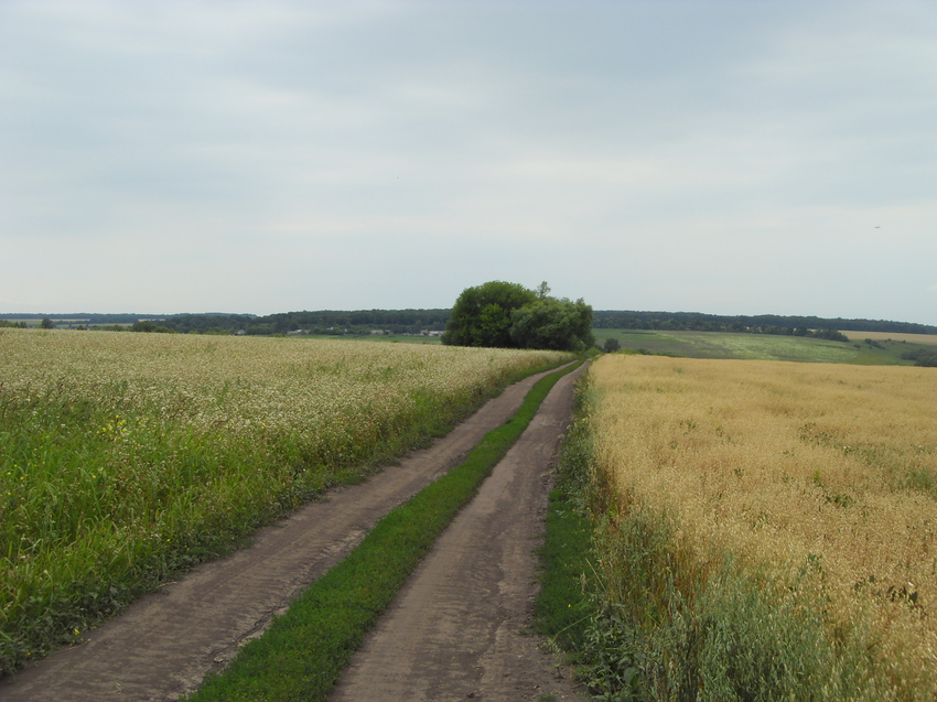 Грунтовая дорога вдоль полей