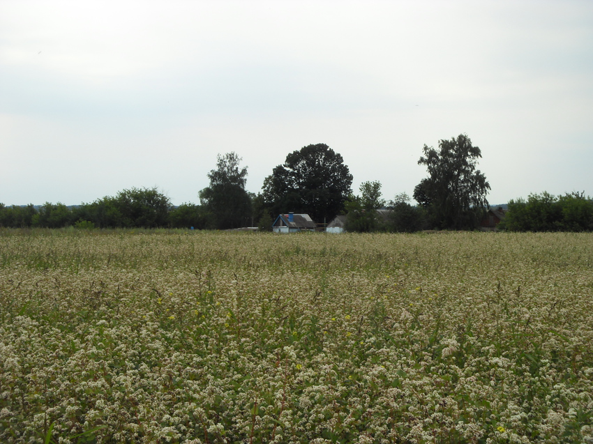 Дома рядом с полем