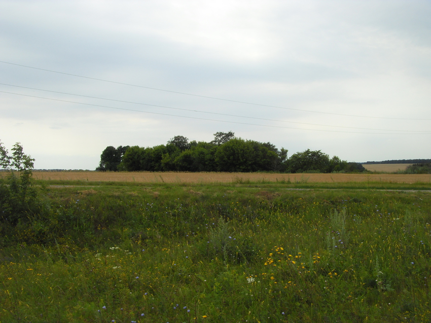 Давно заброшенный сад