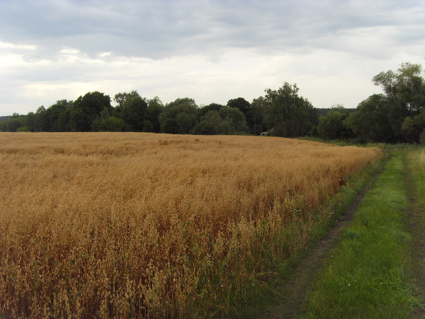 Дорога в деревню