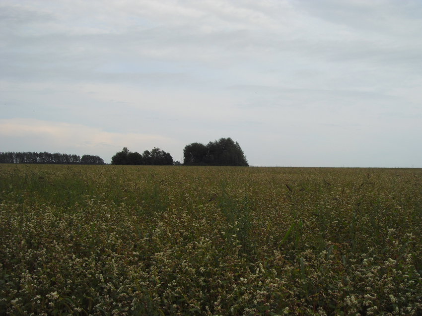 Гречичное поле