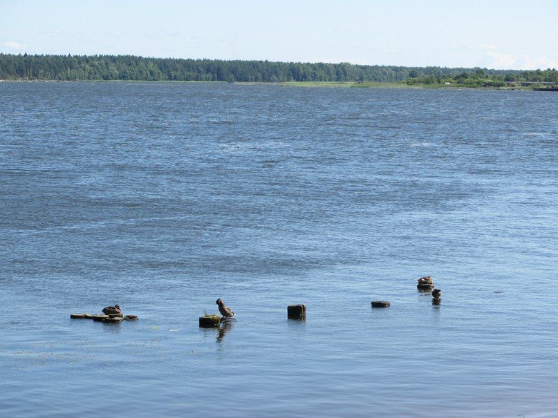 Усть-Нарва, река Нарова