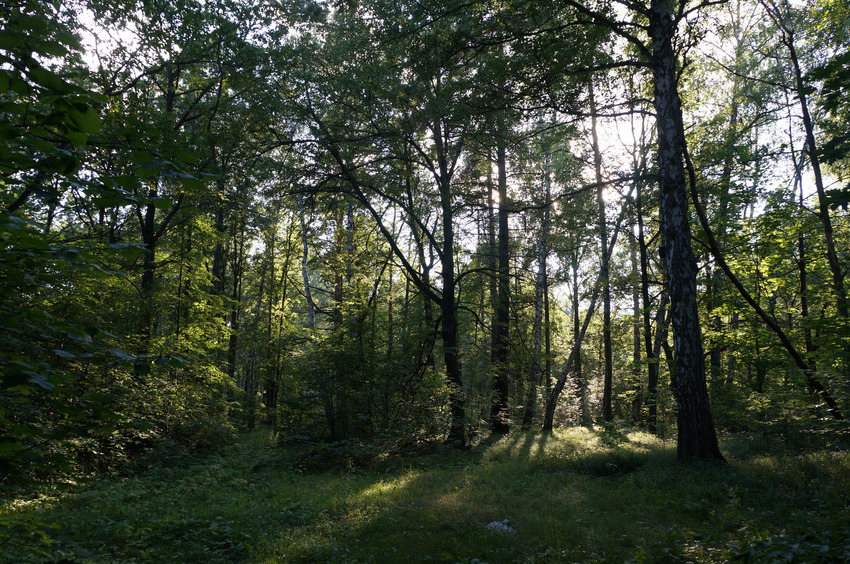 Ступинский лесопарк