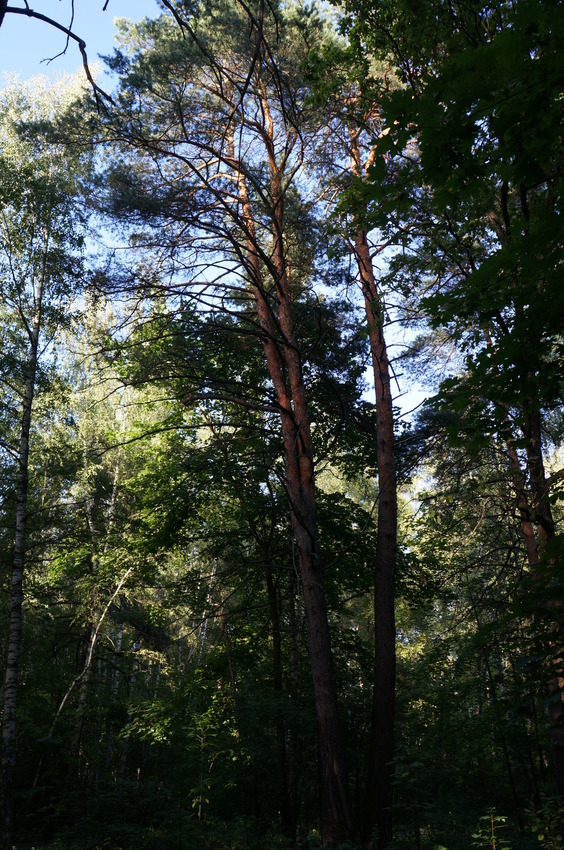 Ступинский лесопарк