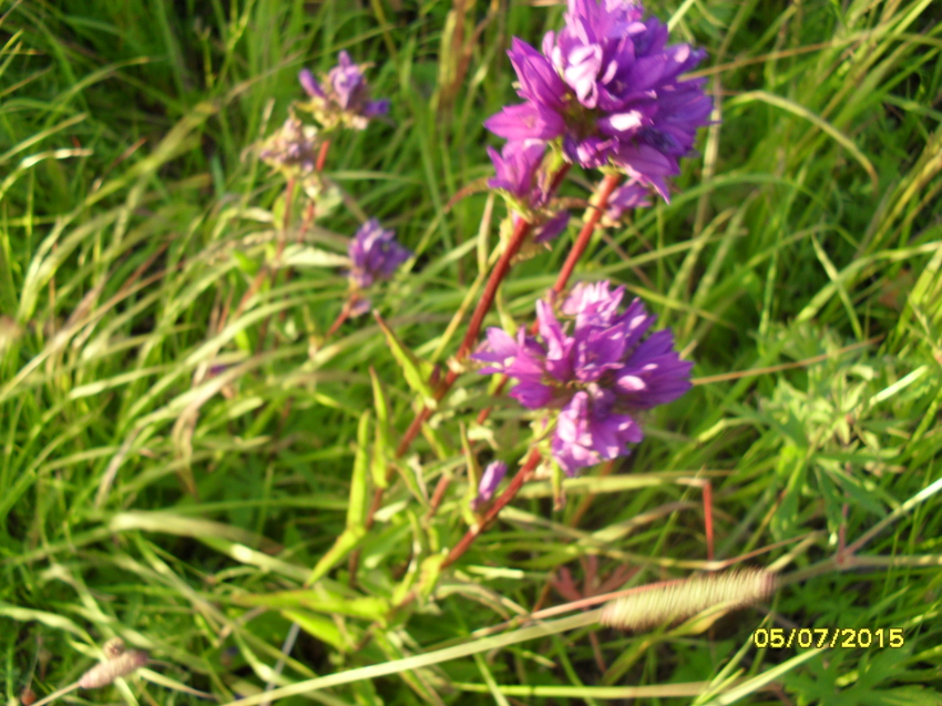 Июль 2015 года.