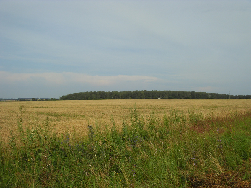 Затишье. Вид на Котловский лес