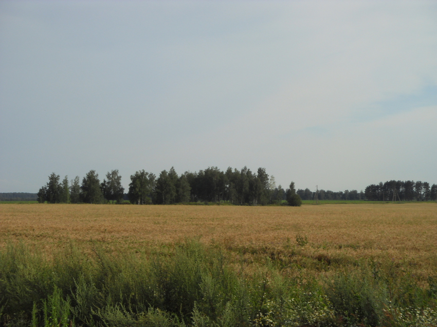 Берёзовый пятачок