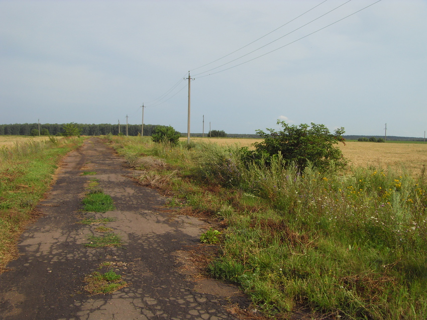 Старая лагерная дорога
