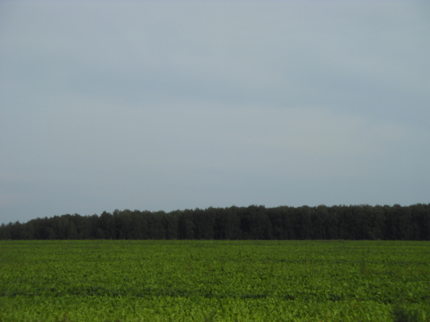 Свекольное поле