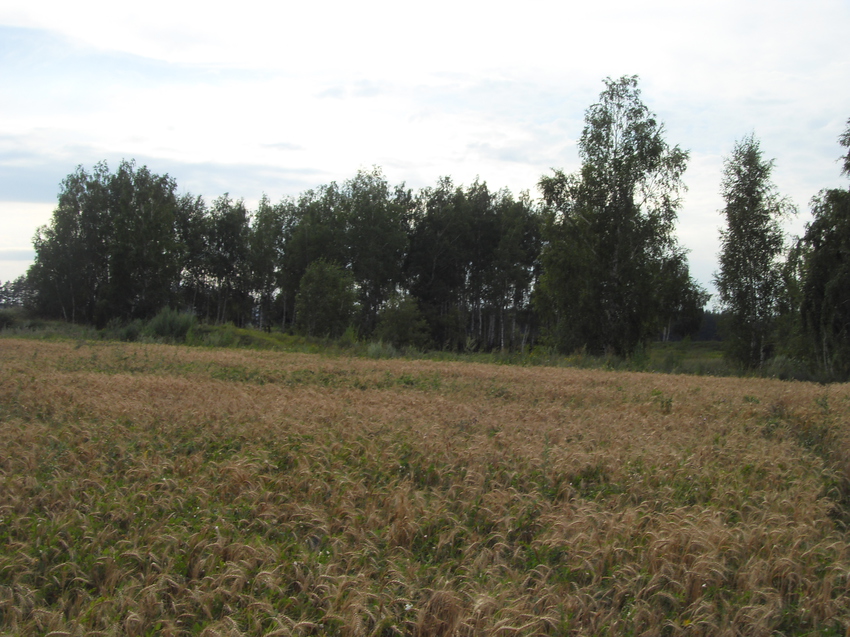 Грибное место