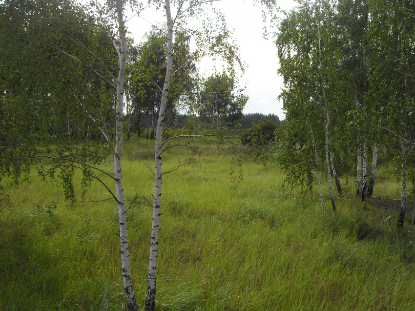 На грибном пятаке