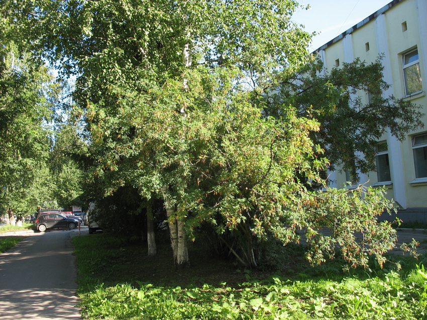 Сыктывкар 2015