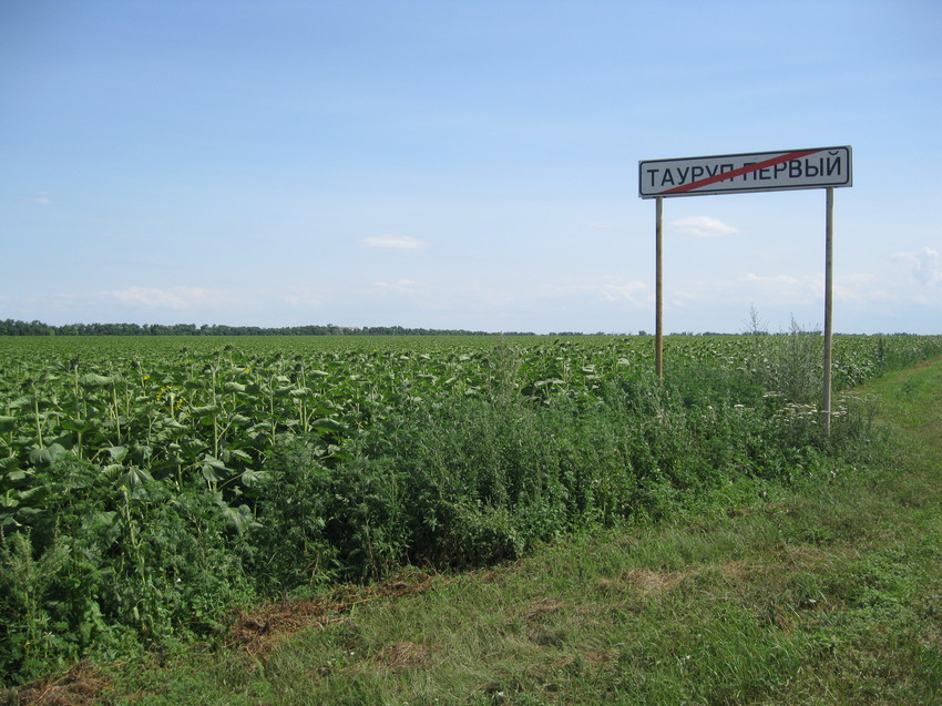 Поле с урожаем подсолнечника и дорожный указатель на выезде из хутора Тауруп Первый, июл 2015 года.