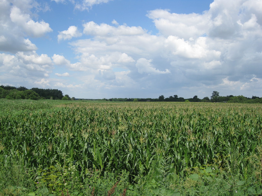 Поле с урожаем кукурузы на землях хутора Тауруп Второй, июль 2015 года.