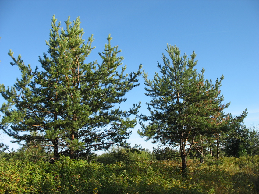 Красная гора сыктывкар
