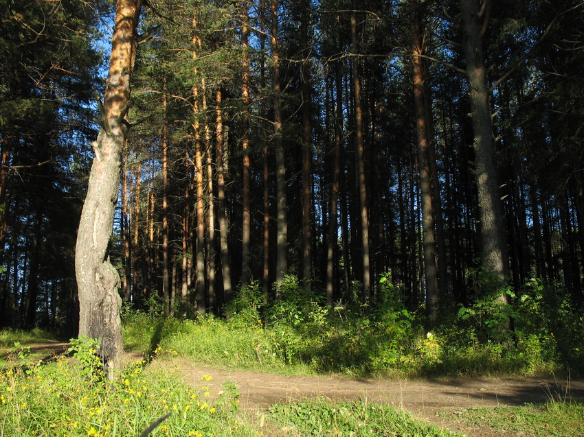 Сыктывкар 2015 - на Красную гору