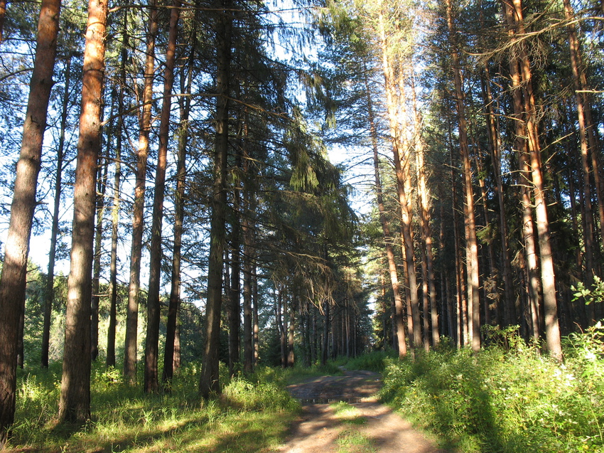 Красная гора сыктывкар