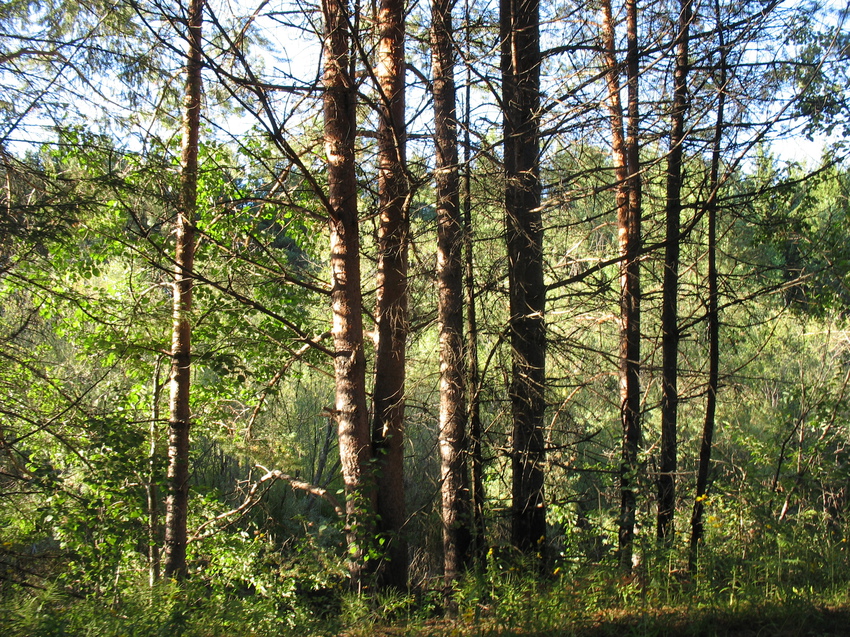 Сыктывкар 2015 - на Красную гору