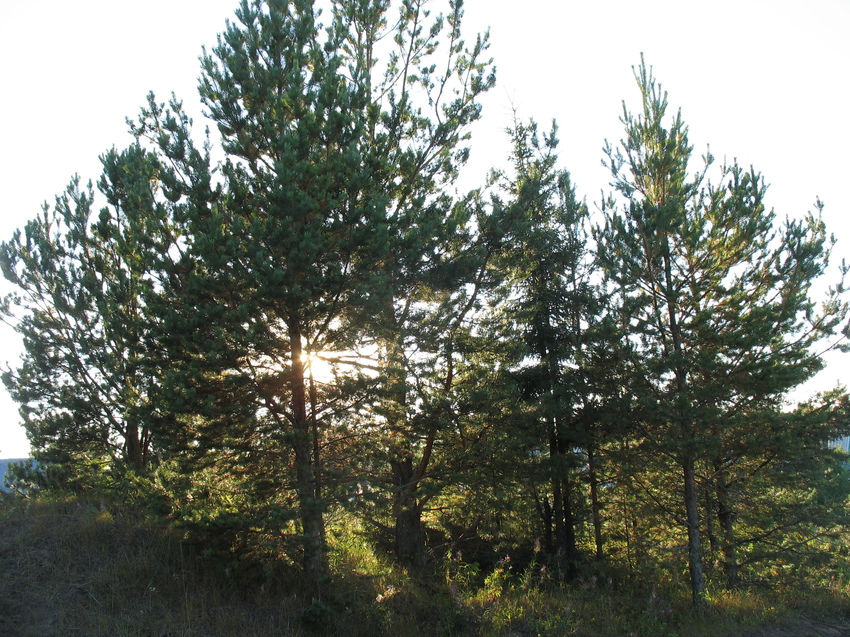 Сыктывкар 2015 - Красная гора