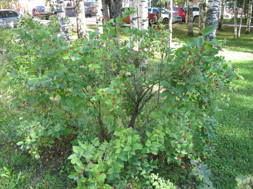 Сыктывкар 2015