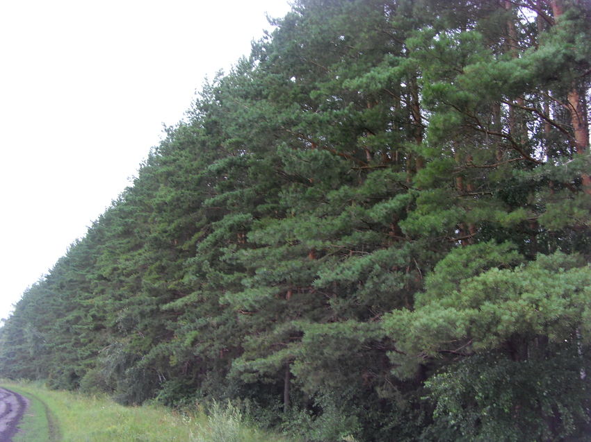 Сосновая стена лагерного леса