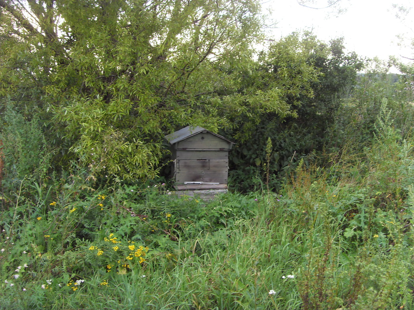 Улей недалеко от гречичного поля