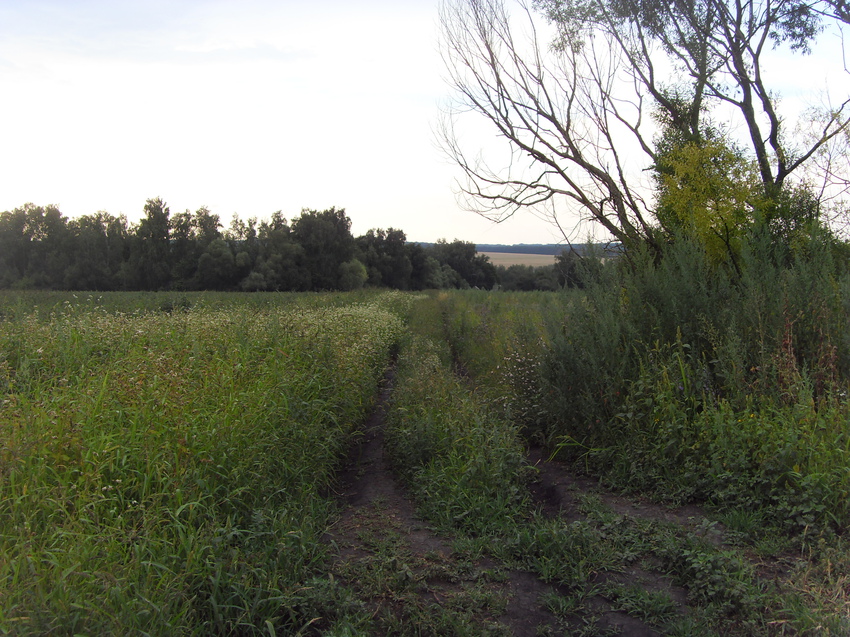 Дорога в деревню