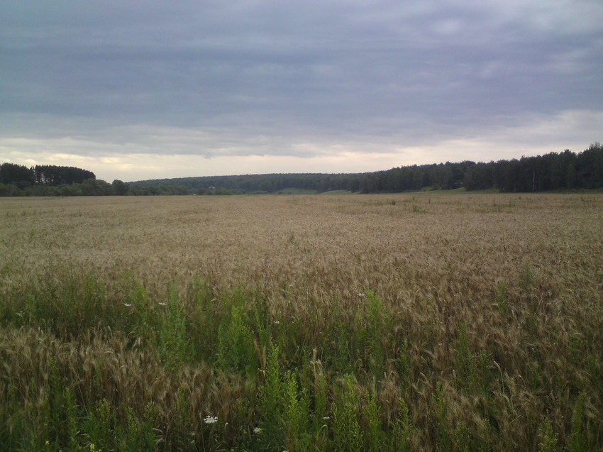 Раньше здесь было пастбище