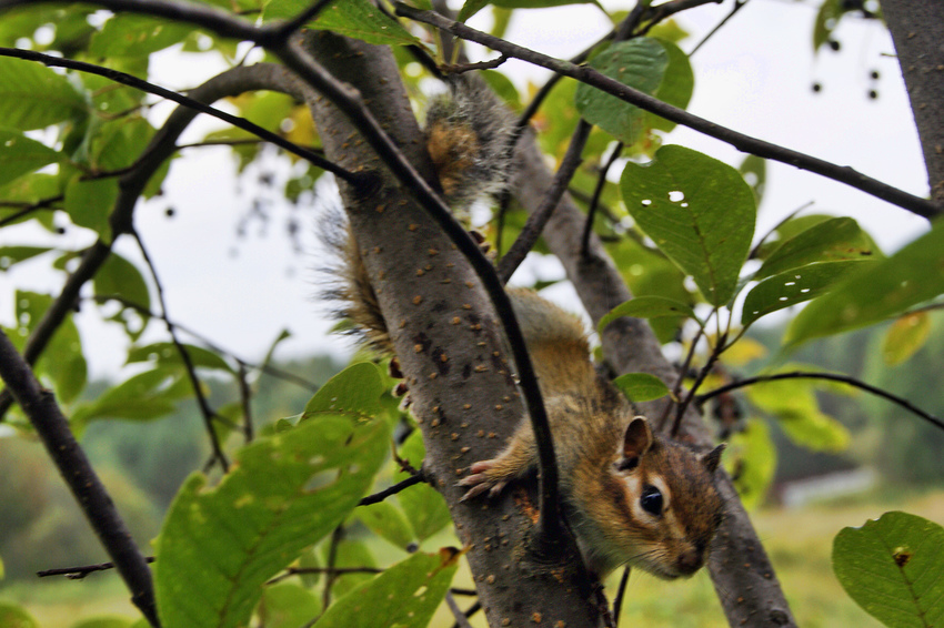 Новомариновка. Агул.