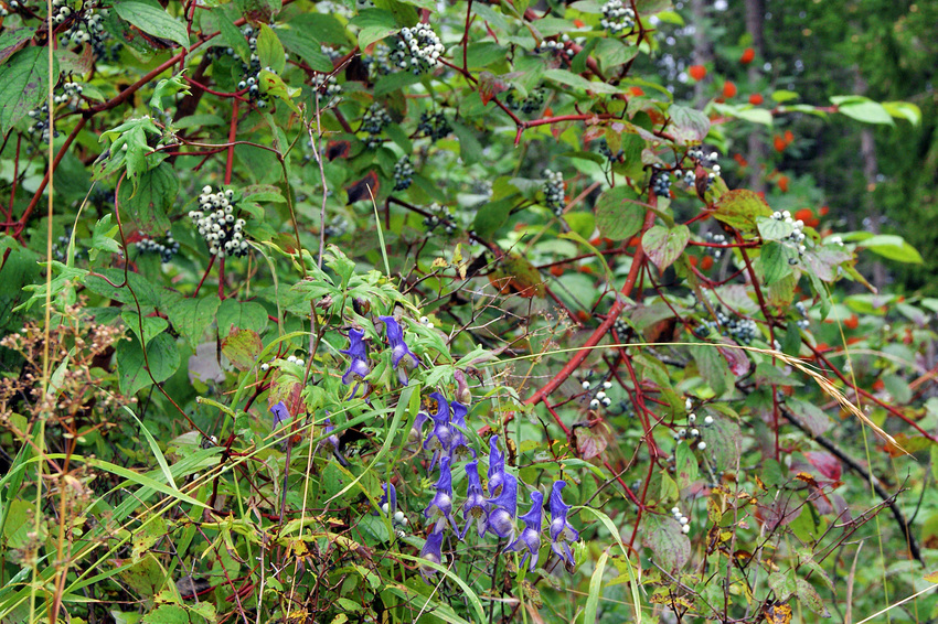 Новомариновка. Агул.
