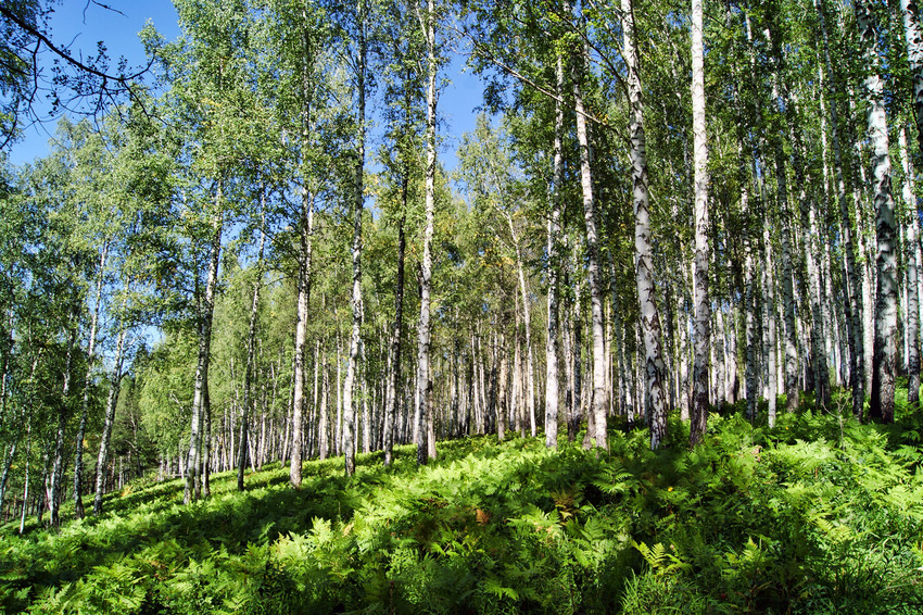 Петропавловка 1-я. Агул.