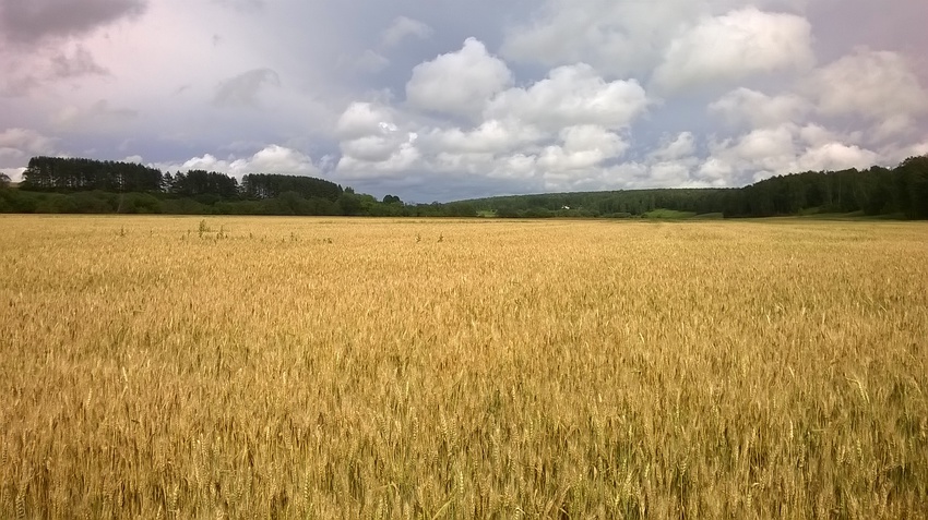 Жёлтое поле пшеницы