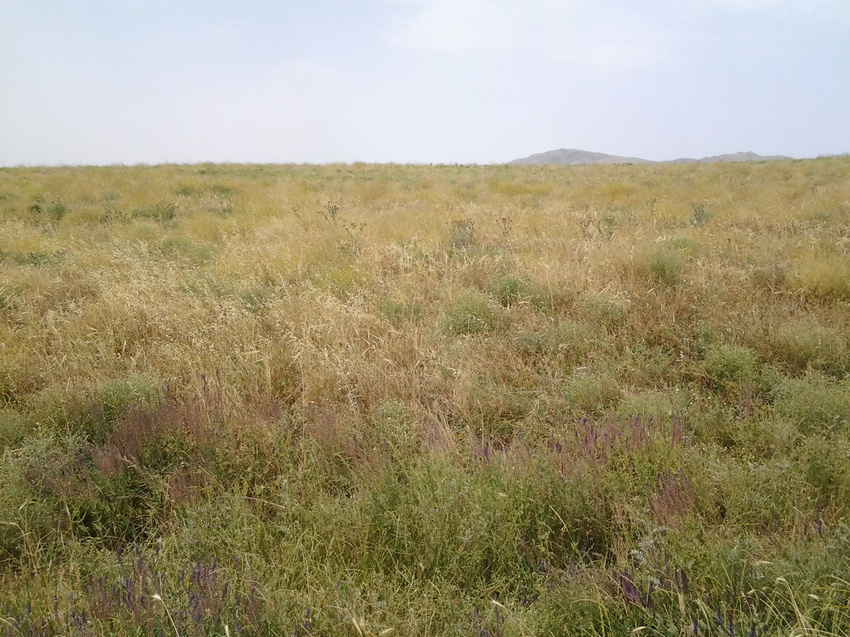 Шаган (Каспанский с.о.)