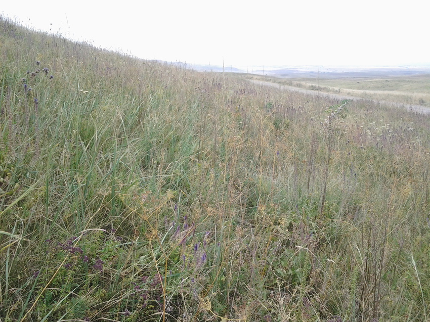 Шаган (Каспанский с.о.)