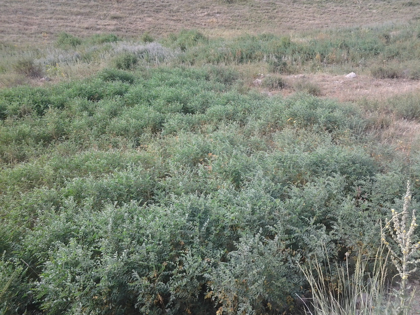 Шаган (Каспанский с.о.)