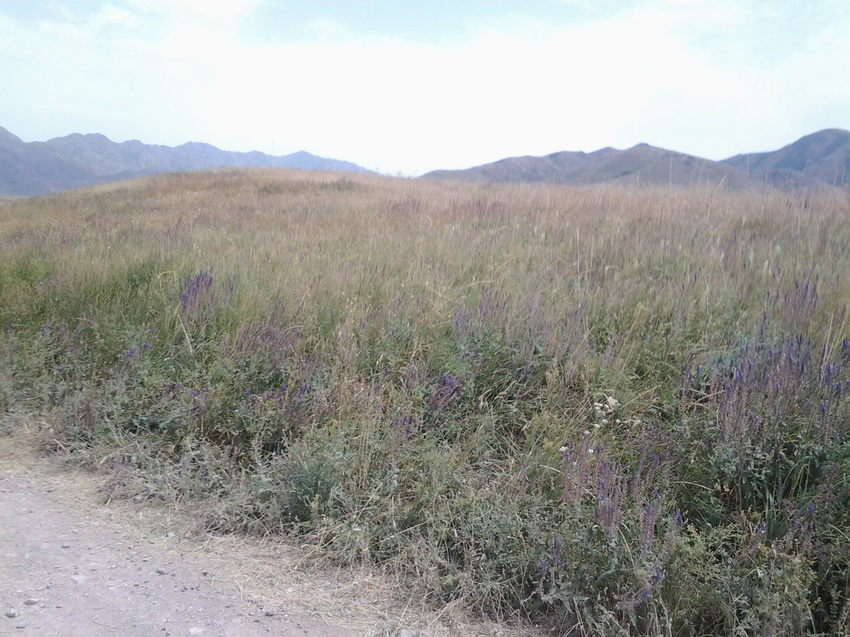 с. Шаган. Природа.89