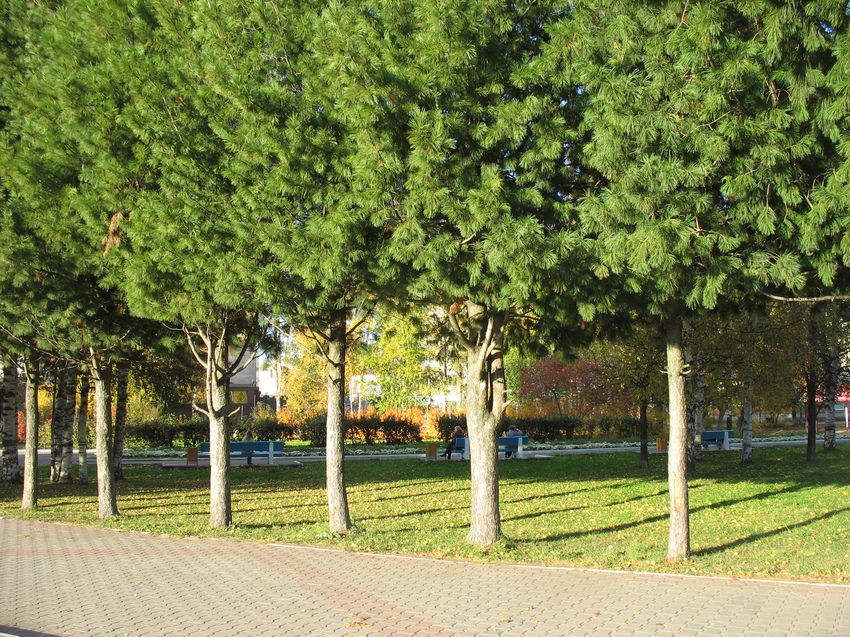 Сыктывкар 2015