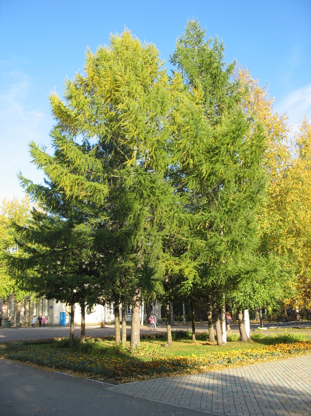 Сыктывкар 2015