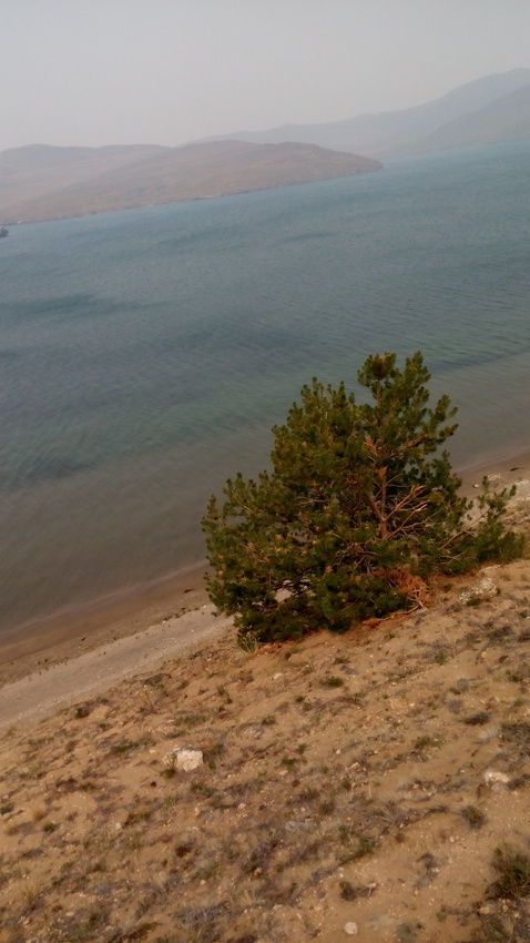 На склоне побережья залива Загли (Ташкайской губы)