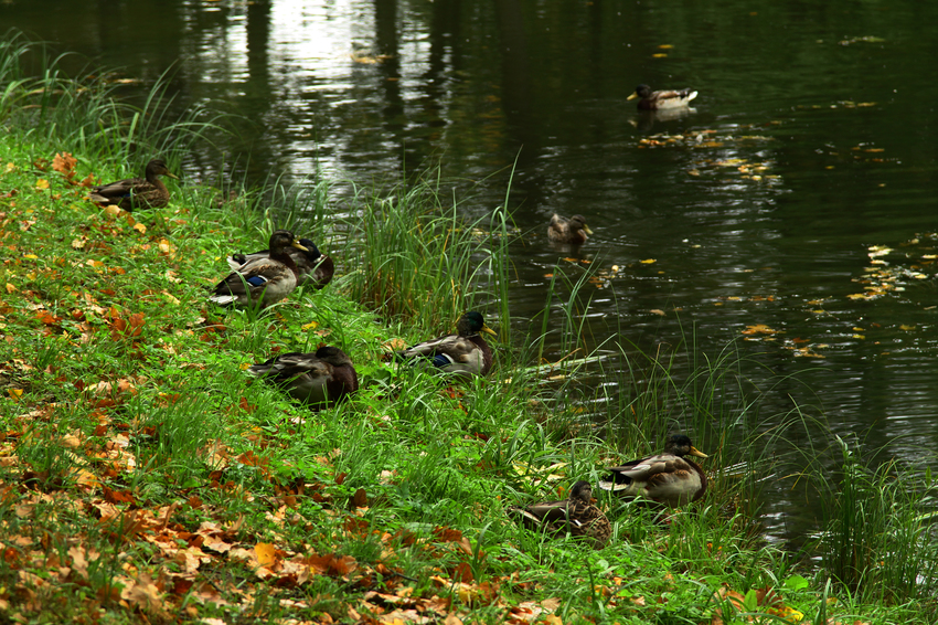 Александровский парк